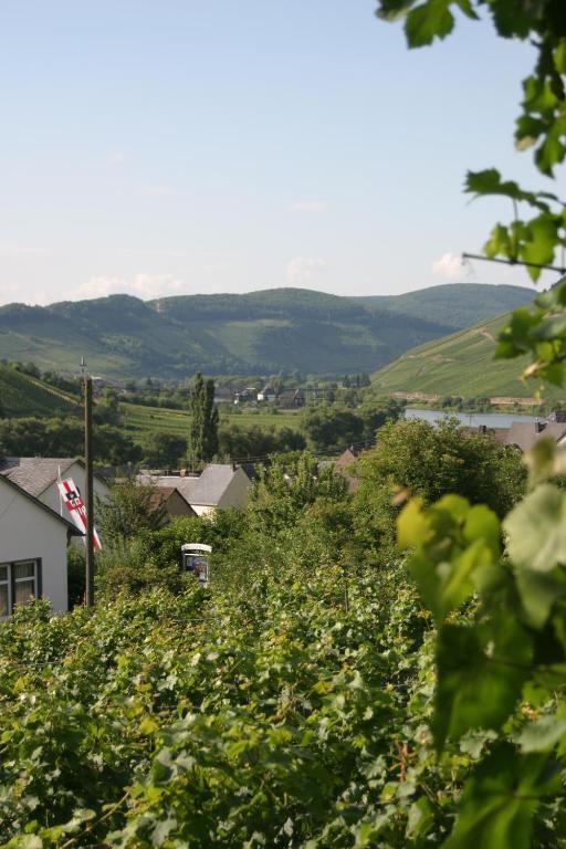 Ferienweingut Hirschen Schulstrasse Bed and Breakfast Burg  Exteriör bild